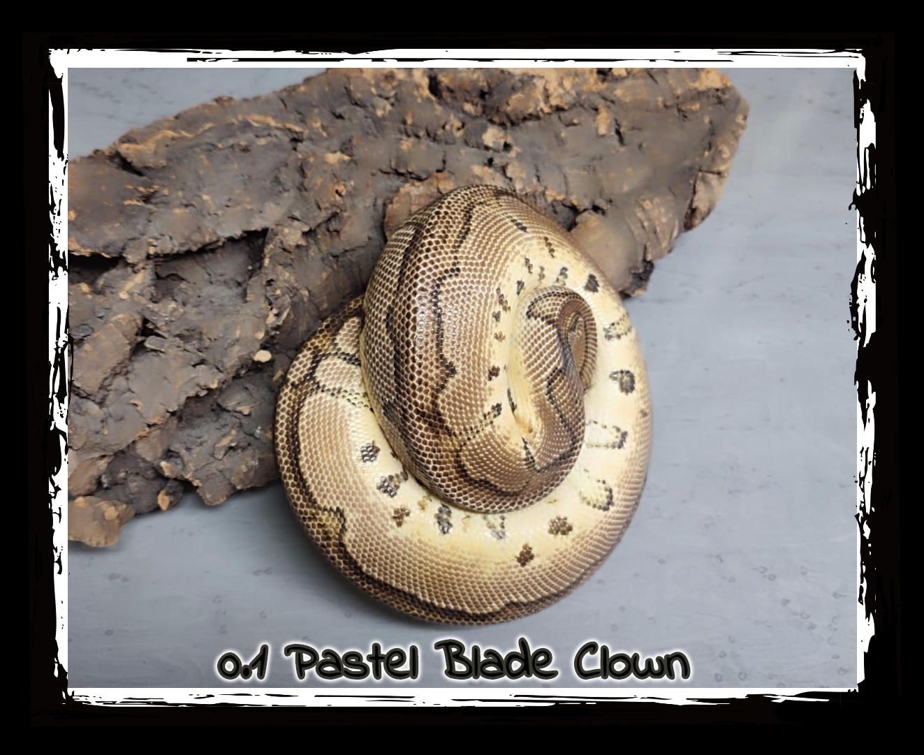 0.1 Pastel Blade Clown