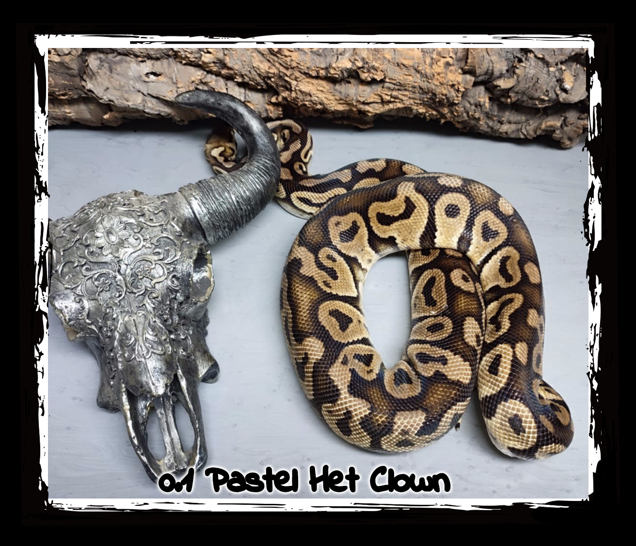 0.1 Pastel het Clown 