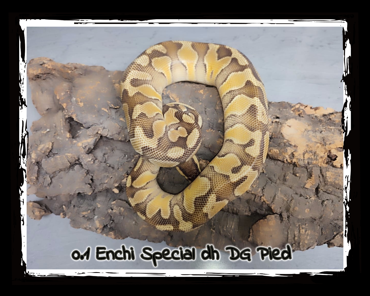 0.1 Enchi Special DH DG Pied