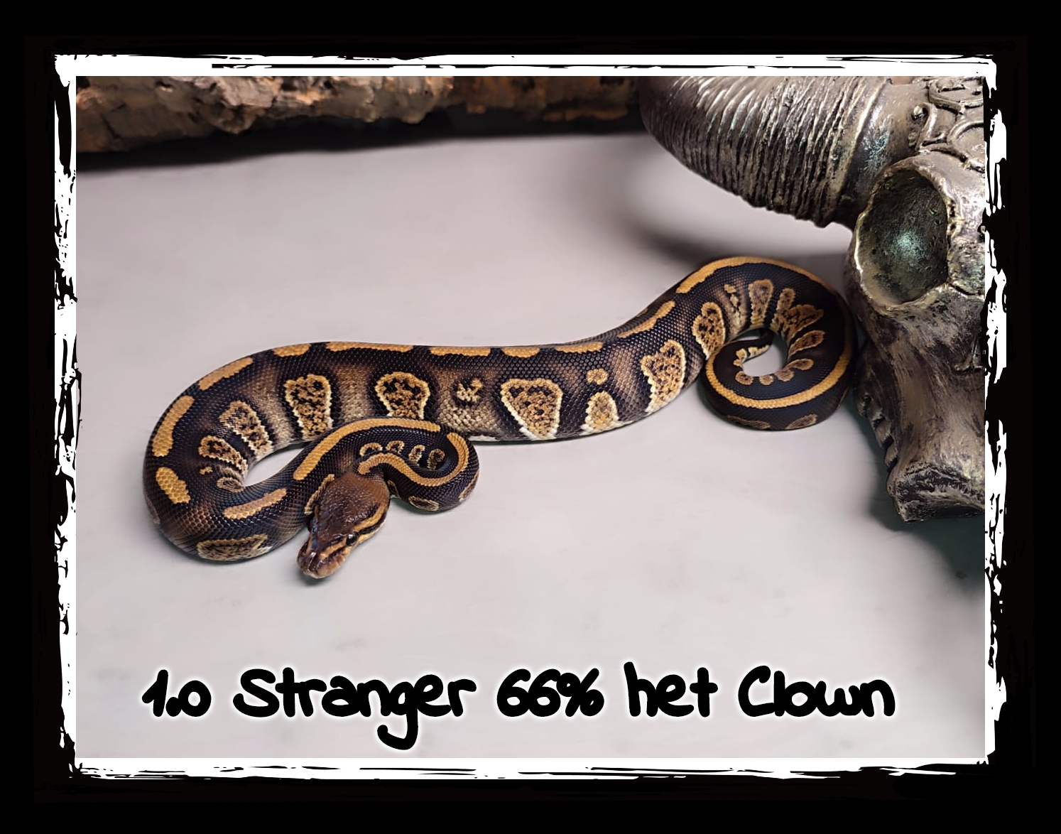 1.0 Stranger 66 het Clown