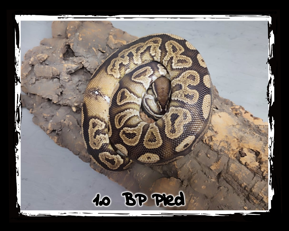 1.0 BP Pied 1