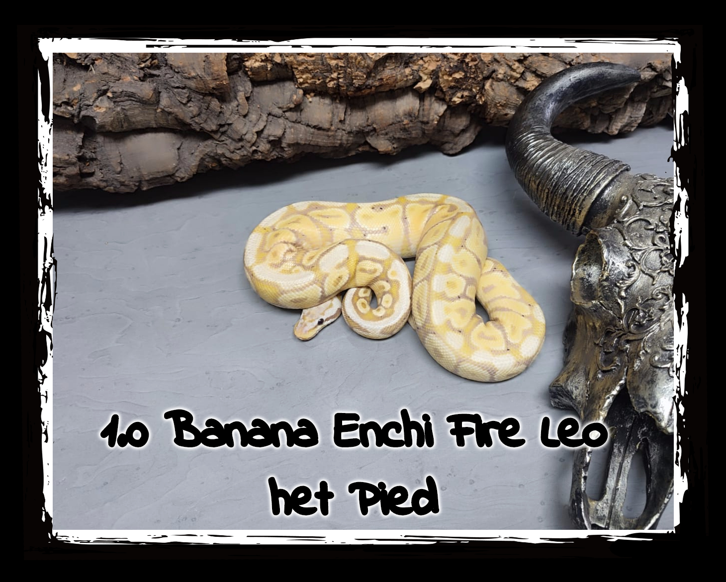 1.0 Banana Enchi Fire Leo het Pied