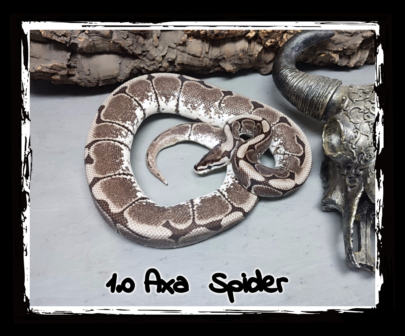 1.0 Axa TSK VPI Spider 